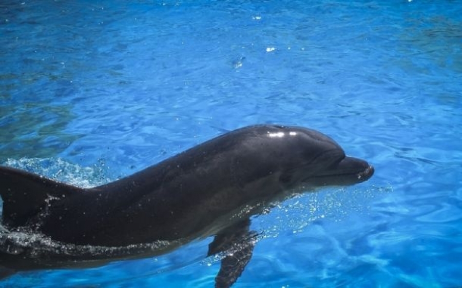 Στους Λειψούς το πρώτο στον κόσμο καταφύγιο απελευθέρωσης αιχμάλωτων δελφινιών