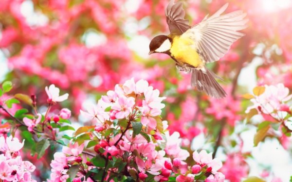 Μάιος ο λουλουδάτος - Καλό μήνα!