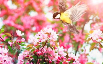 Μάιος ο λουλουδάτος - Καλό μήνα!