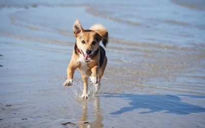 Σκύλος στην παραλία: Τι επιτρέπεται και τι απαγορεύεται σύμφωνα με το νόμο