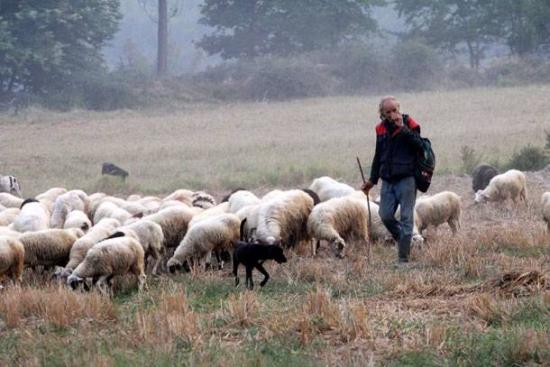 Η κτηνοτροφία δοκιμάζεται από πρωτοφανή κρίση τονίζει ο Σύνδεσμος Ελληνικής Κτηνοτροφίας